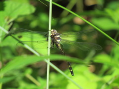 Cordulegaster obliqua