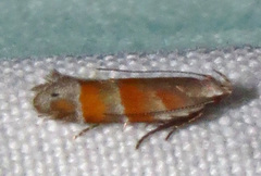 Battaristis vittella