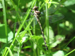 Cordulegaster obliqua