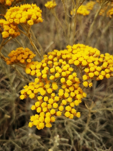 Curry plant