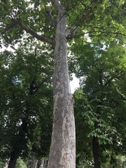 Platanus