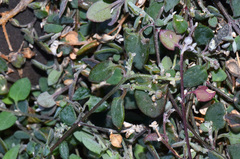 Chenopodium triandrum