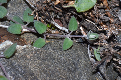 Chenopodium triandrum