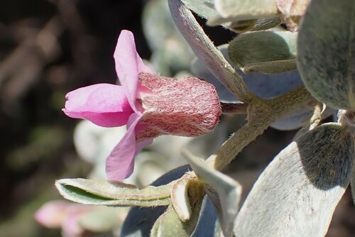 Image of Podalyria sericea by (c) Karen Eichholz, some rights reserved (CC BY)