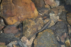 Etheostoma crossopterum