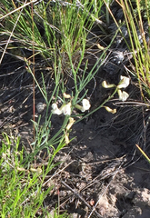 Astragalus convallarius