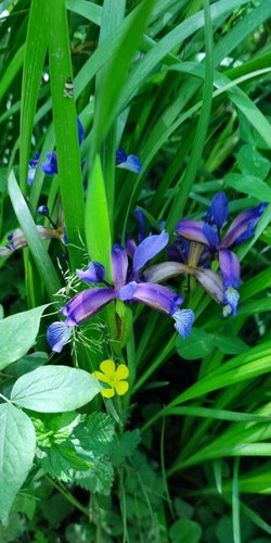 Iris graminea (Iris graminea)