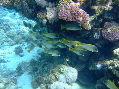 Plectorhinchus gaterinus