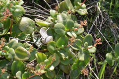 Crassula multicava multicava