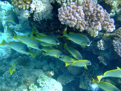 Plectorhinchus gaterinus