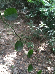 Smilax havanensis