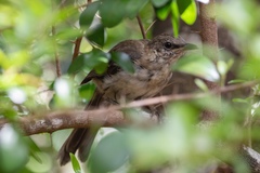 Mimus graysoni