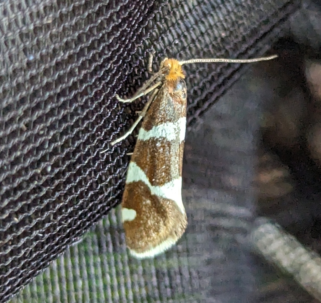 Lampronia oregonella