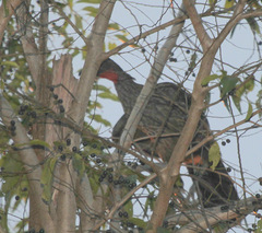 Penelope superciliaris