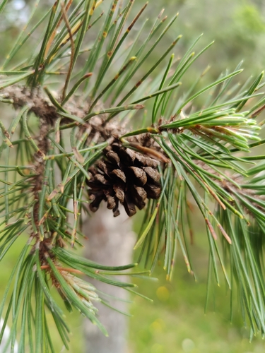 Image of Pinus uncinata by (c) carnifex, some rights reserved (CC BY)