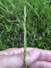 Limnodea arkansana