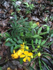 Senna chapmanii