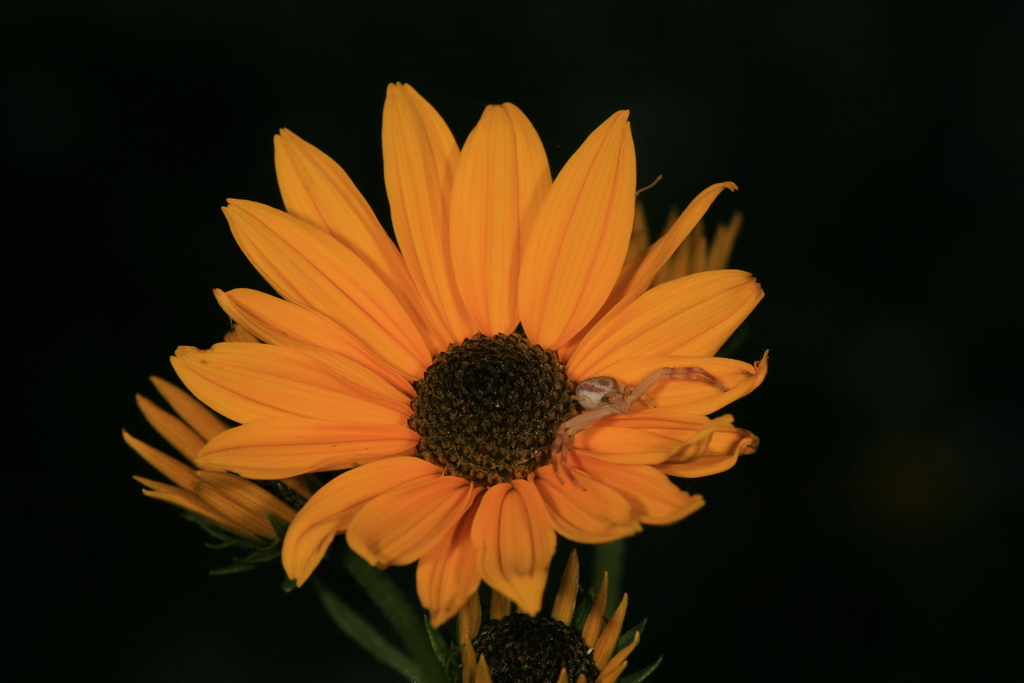 Muck Sunflower