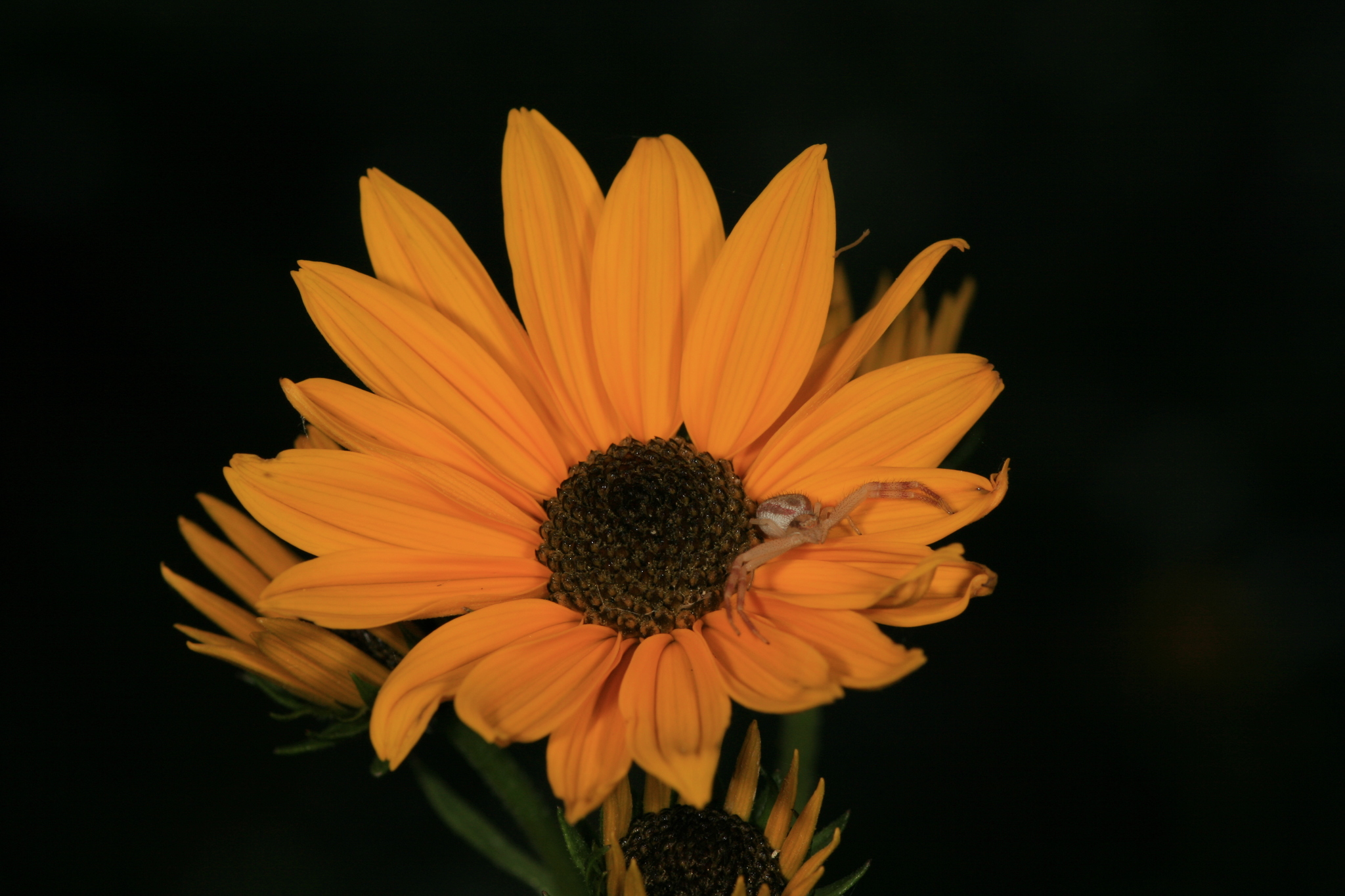Helianthus simulans