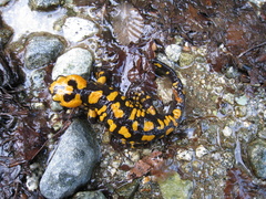 Salamandra corsica