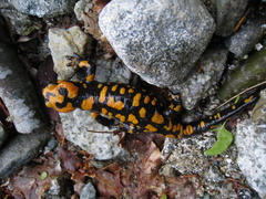 Salamandra corsica
