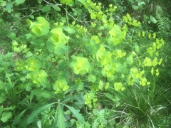 Euphorbia amygdaloides