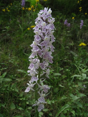 Dactylorhiza saccifera