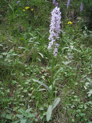 Dactylorhiza saccifera