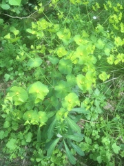 Euphorbia amygdaloides