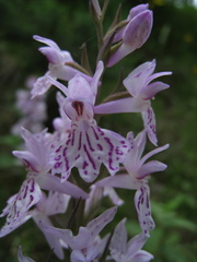 Dactylorhiza saccifera
