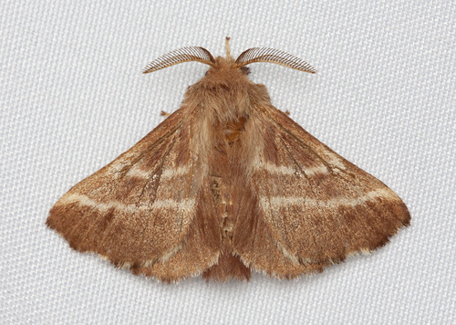 Eastern Tent Caterpillar Moth, photo 7 of 8