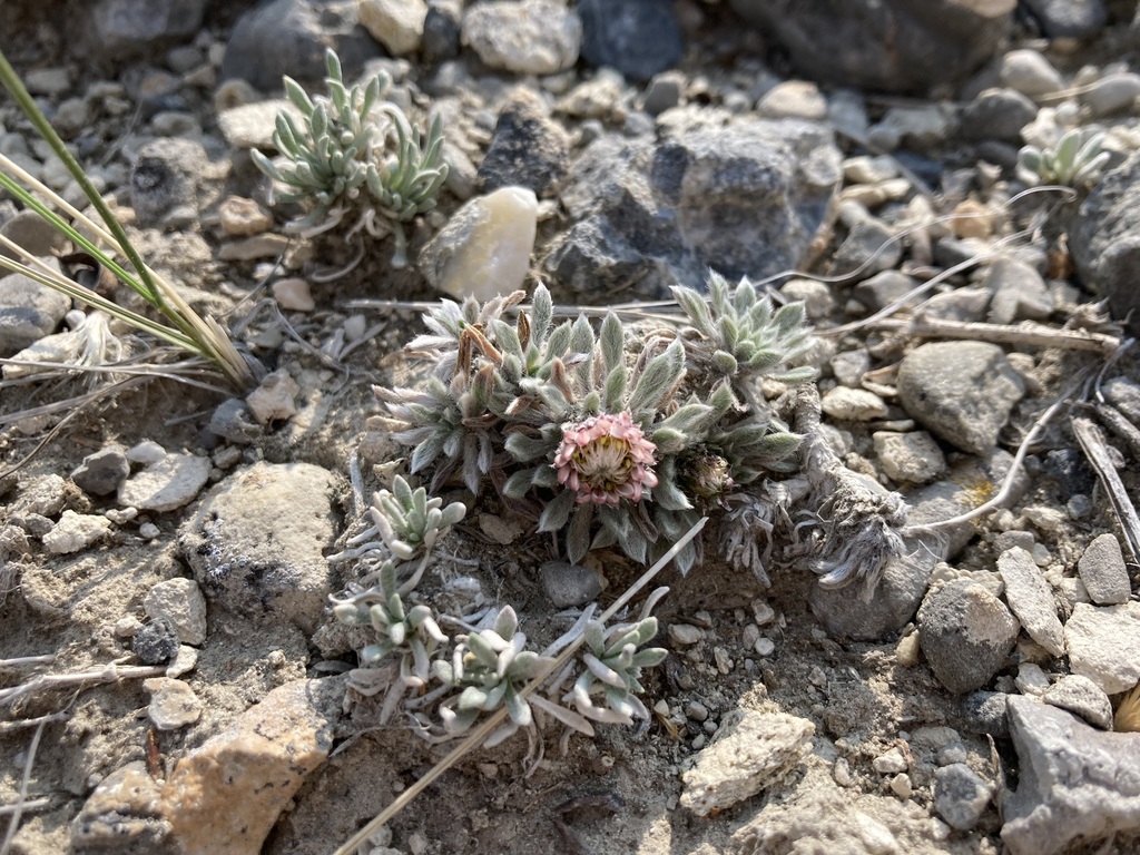 Townsendia lemhiensis