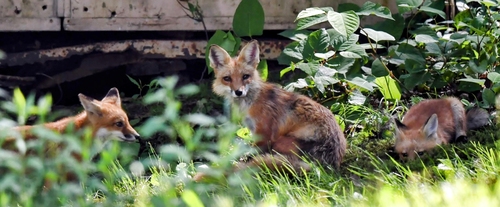 Red Fox photographed in Connecticut