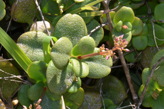 Crassula multicava multicava