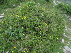 Berberis aetnensis