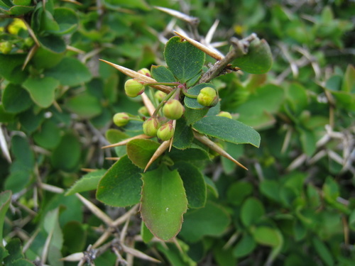 Berberis aetnensis (Berberis aetnensis)