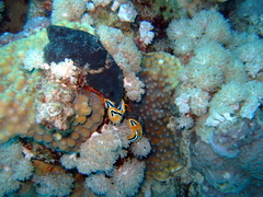 Chromodoris quadricolor