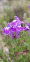 Scutellaria wrightii
