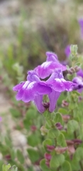 Scutellaria wrightii