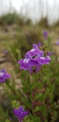 Scutellaria wrightii