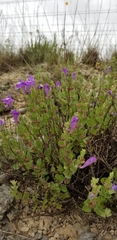Scutellaria wrightii