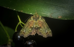 Tamba conscripta