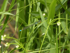 Enallagma antennatum