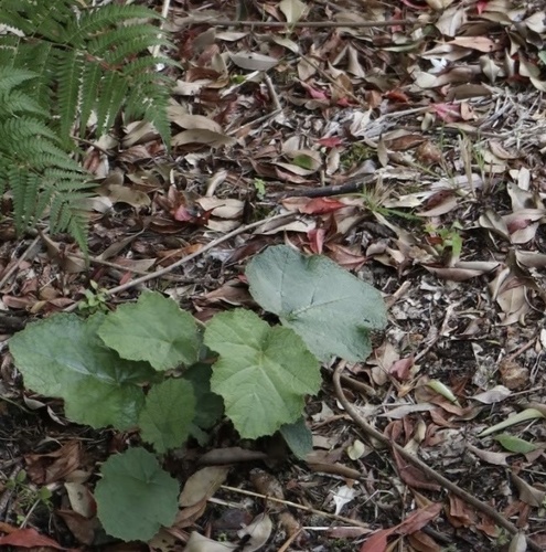 Rubus amamianus iNat (3)