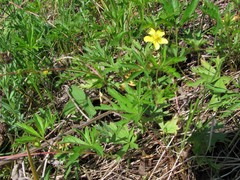 Potentilla flagellaris
