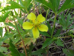 Potentilla flagellaris