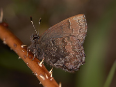 Ahlbergia frivaldszkyi