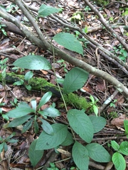 Heliotropium verdcourtii