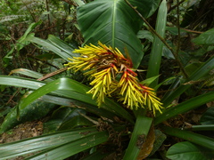 Guzmania garciaensis