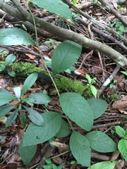 Heliotropium verdcourtii